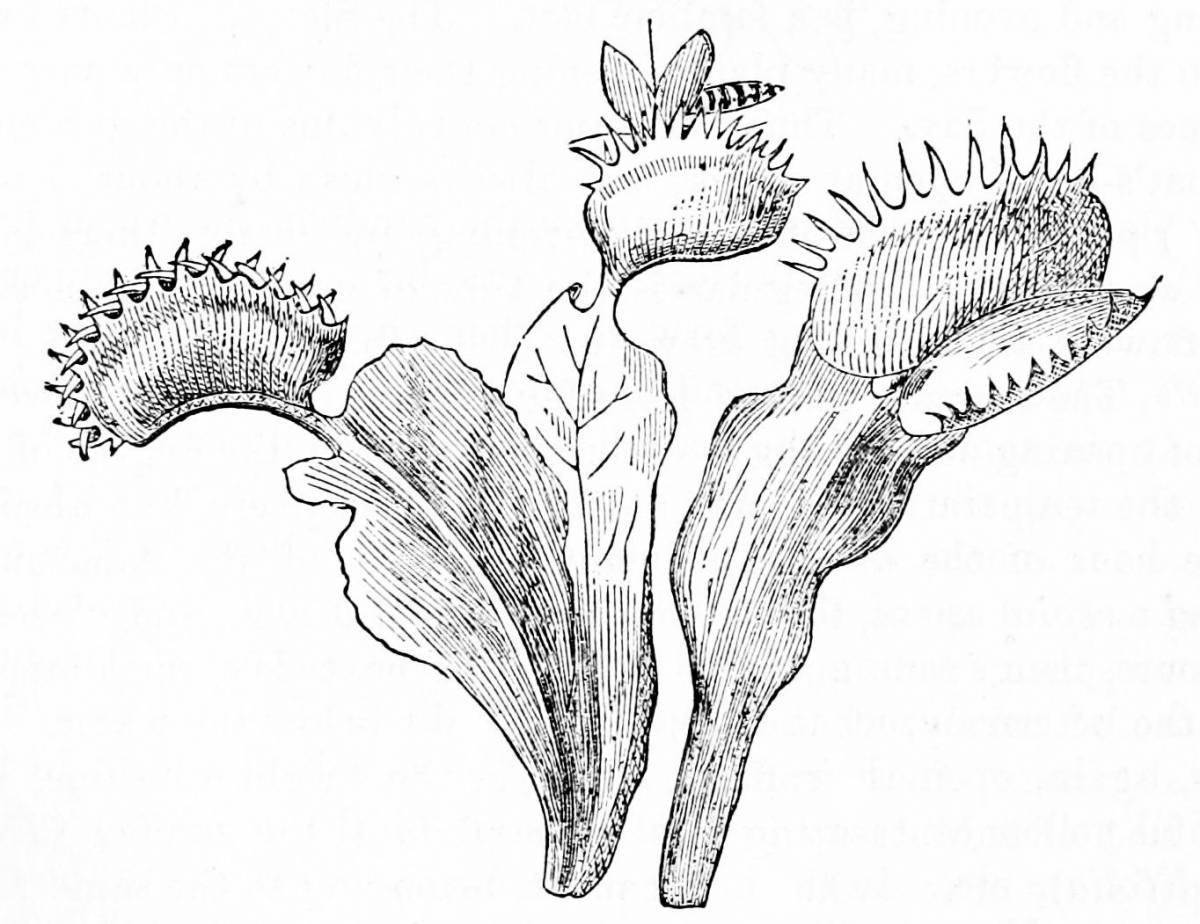 Хищные растения рисунки