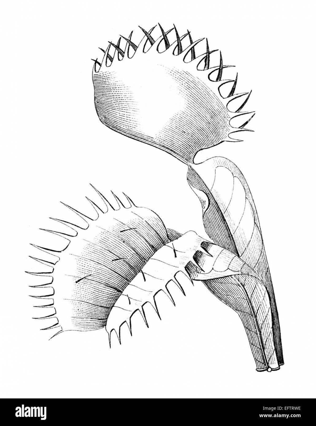 Венерина мухоловка нарисовать