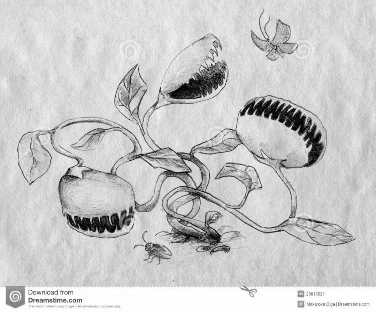 Венерина мухоловка черно белый рисунок
