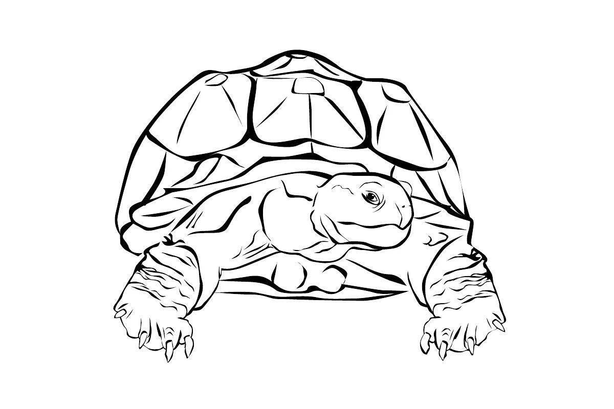 Bubble cute turtle coloring book