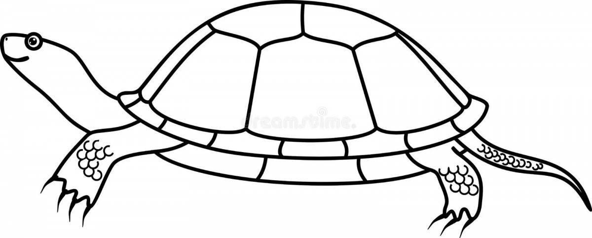 Coloring exotic cute turtle