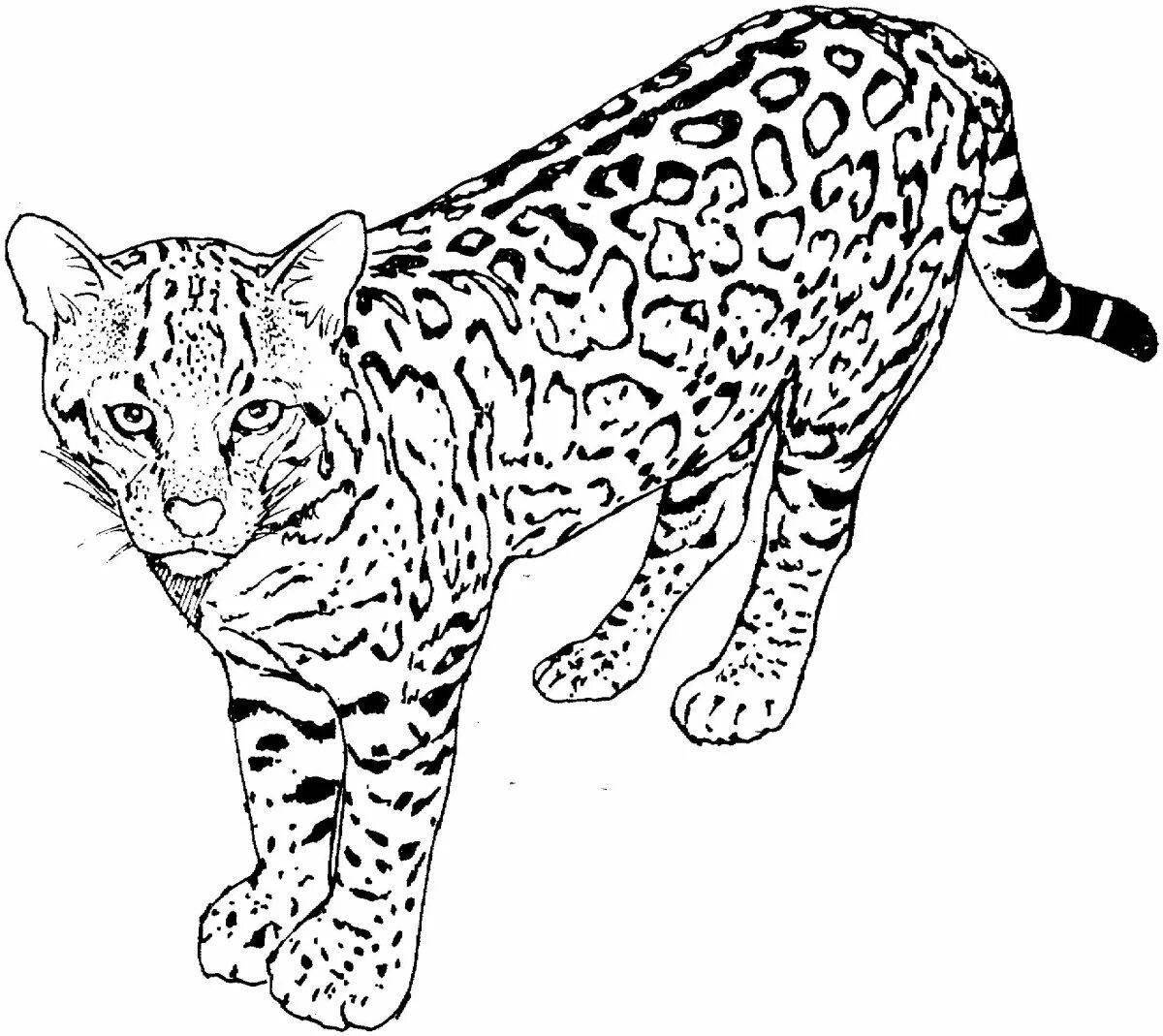 Coloring page elegant clouded leopard
