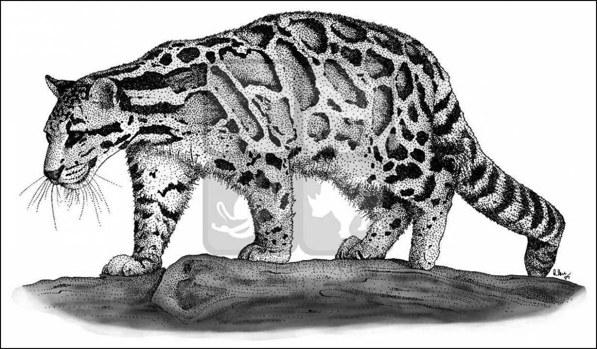 Интригующая раскраска дымчатого леопарда