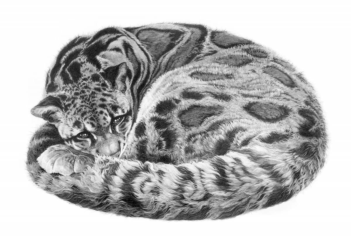 Раскраска большой дымчатый леопард