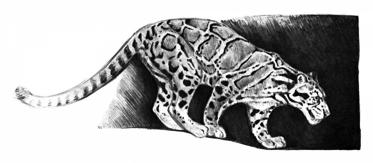 Photo Adorable clouded leopard coloring page