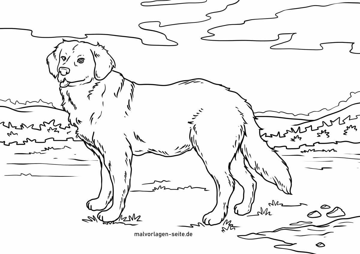Majestic golden retriever coloring page