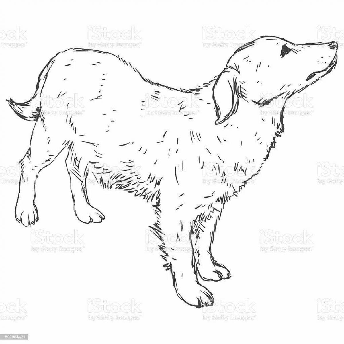 Coloring page funny golden retriever