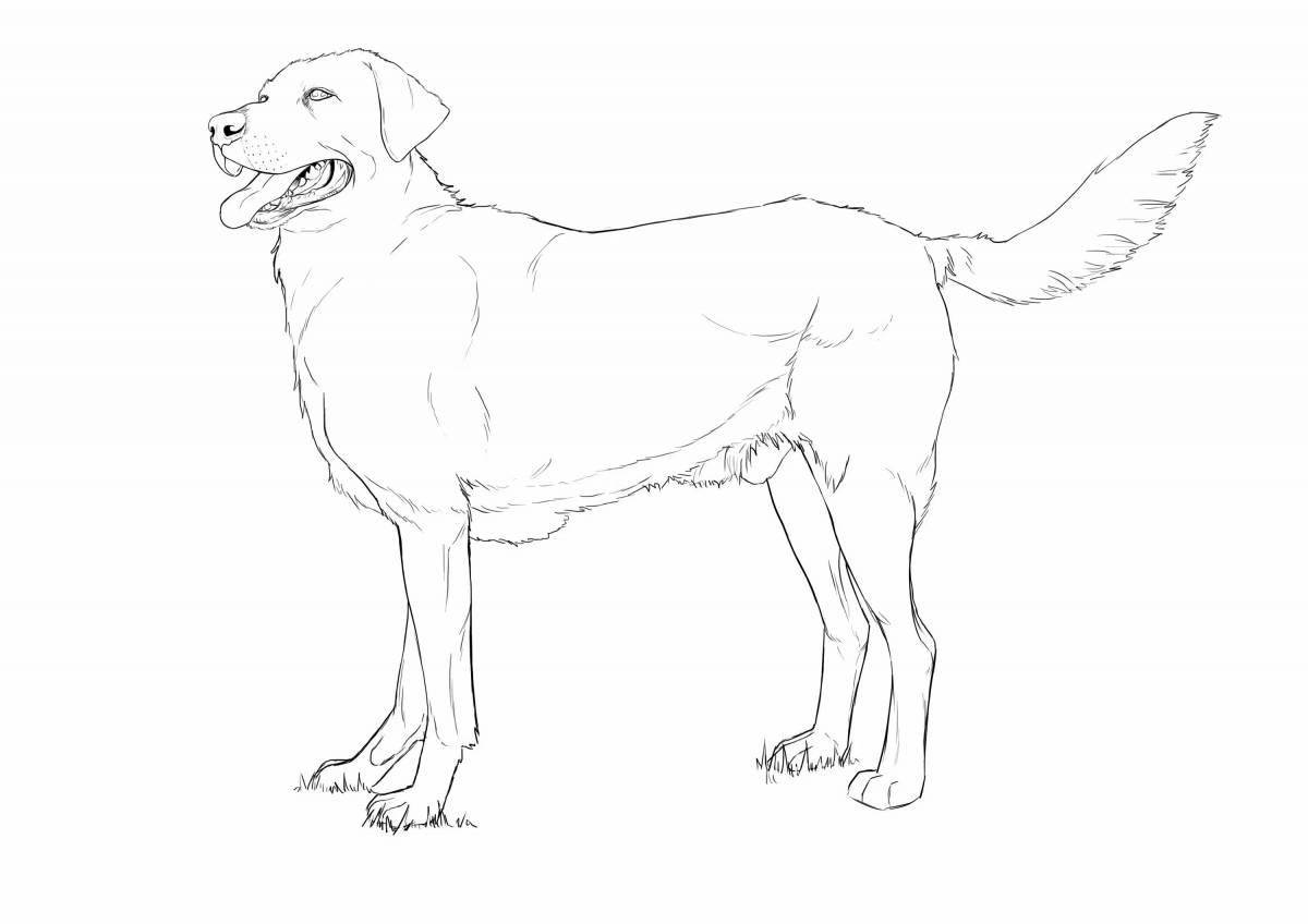 Sweet golden retriever coloring page
