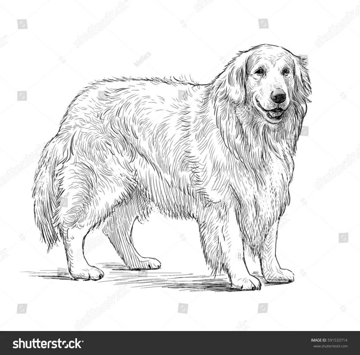 Coloring page calm golden retriever