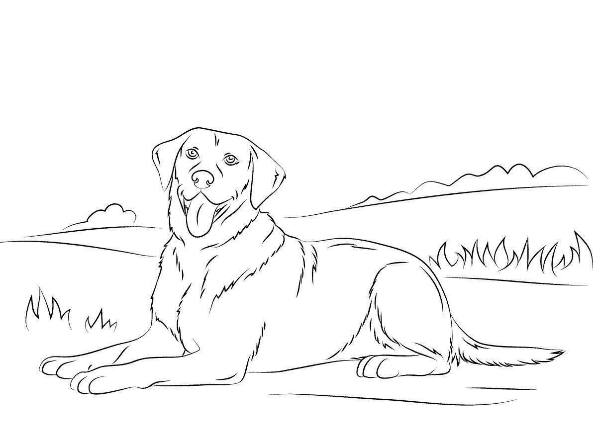 Animated golden retriever coloring page