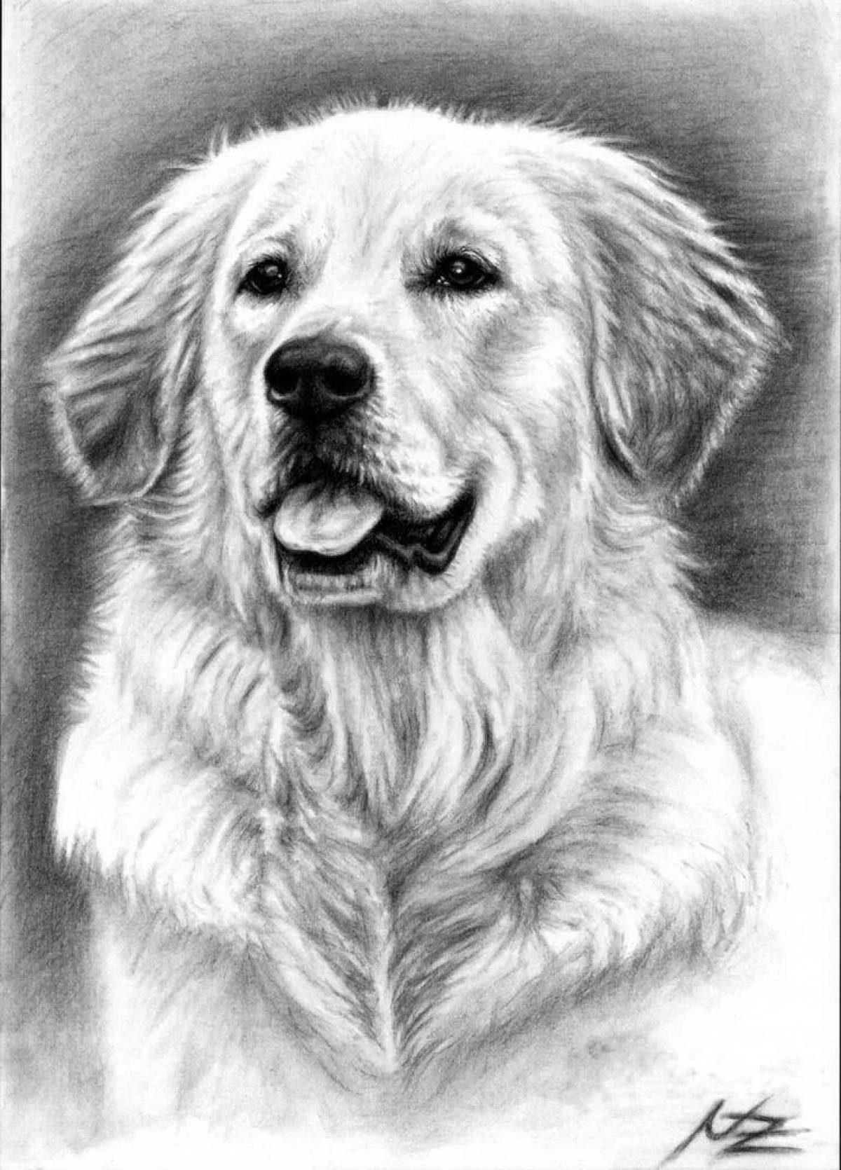 Golden Retriever coloring page