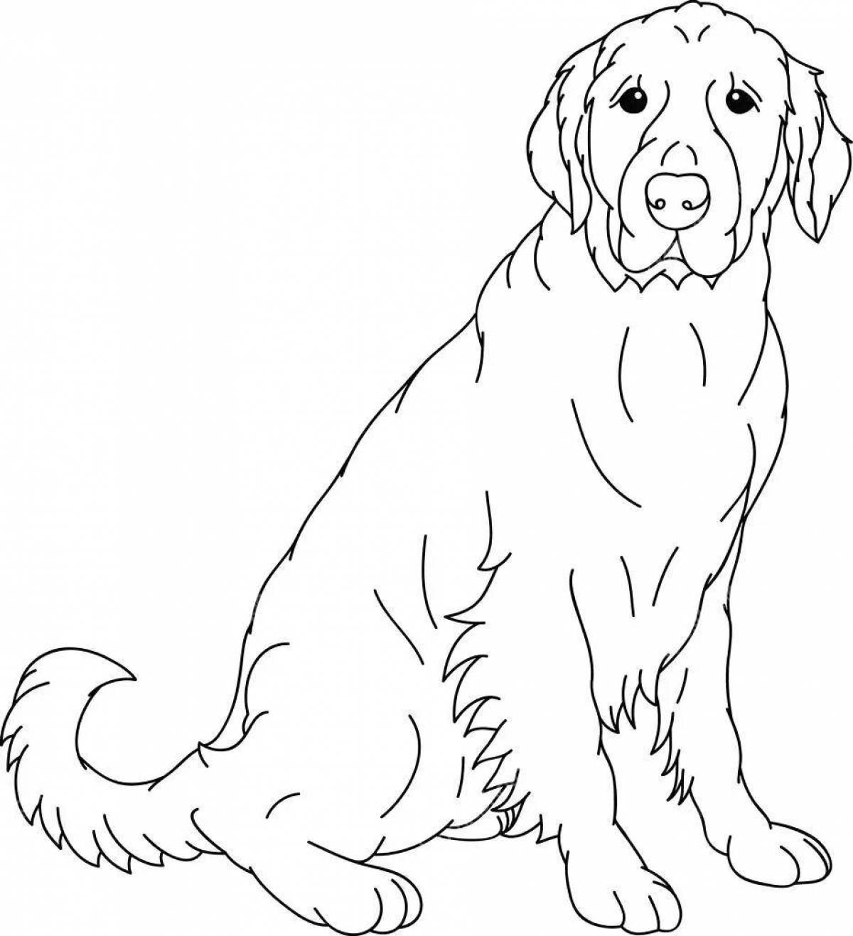 Snuggly golden retriever coloring page