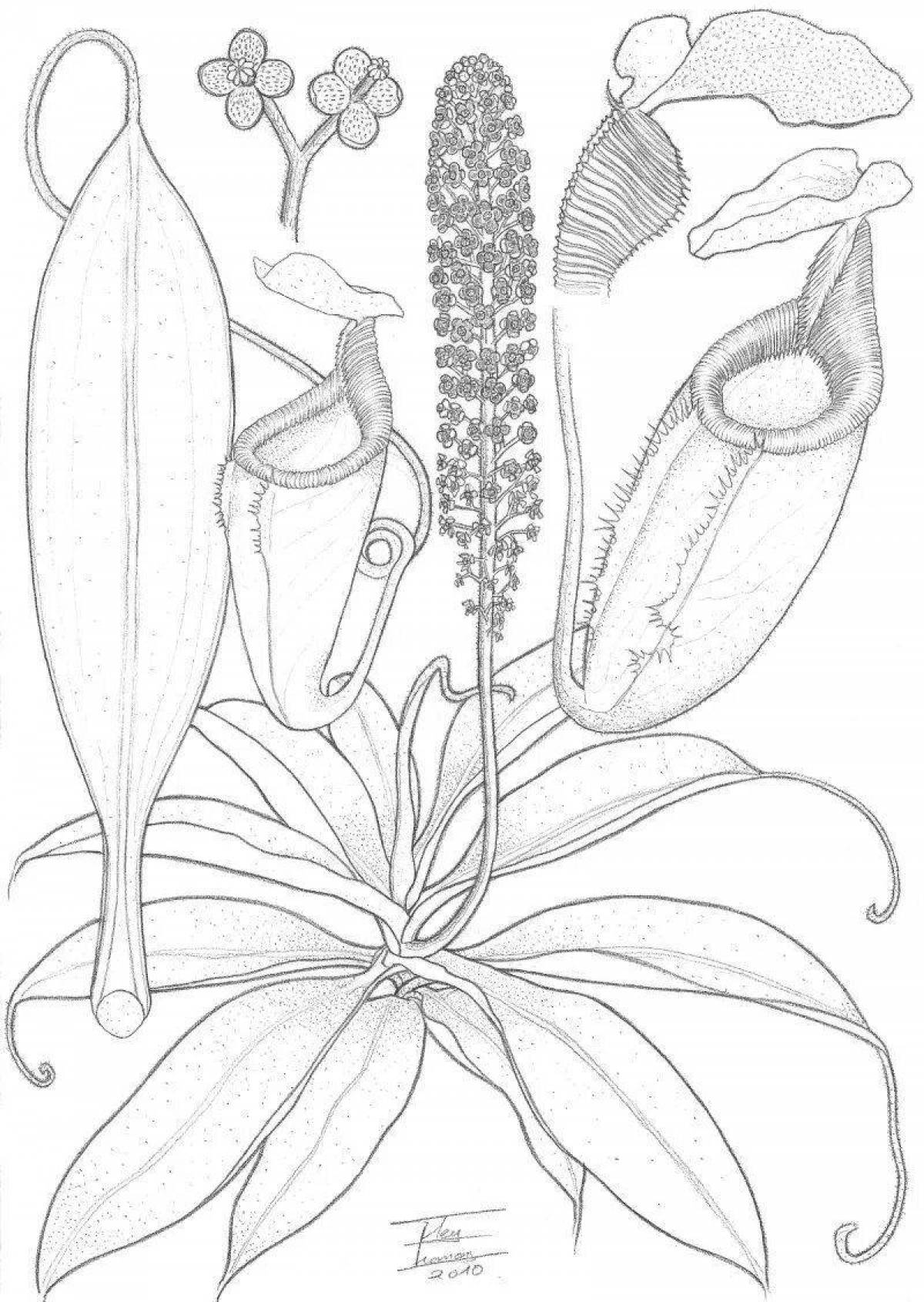 Amazing carnivorous plants coloring page