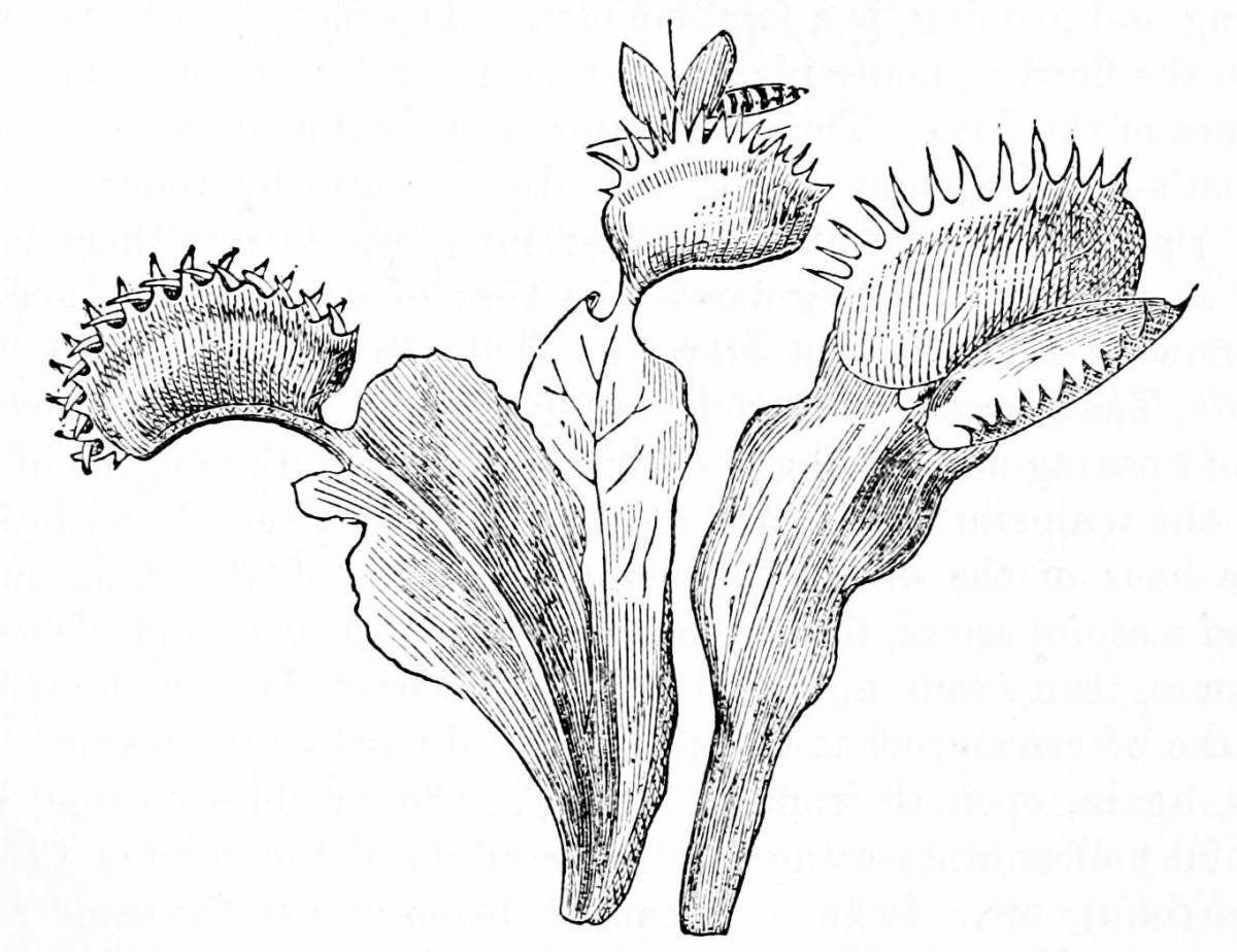 Coloring page fascinating carnivorous plants