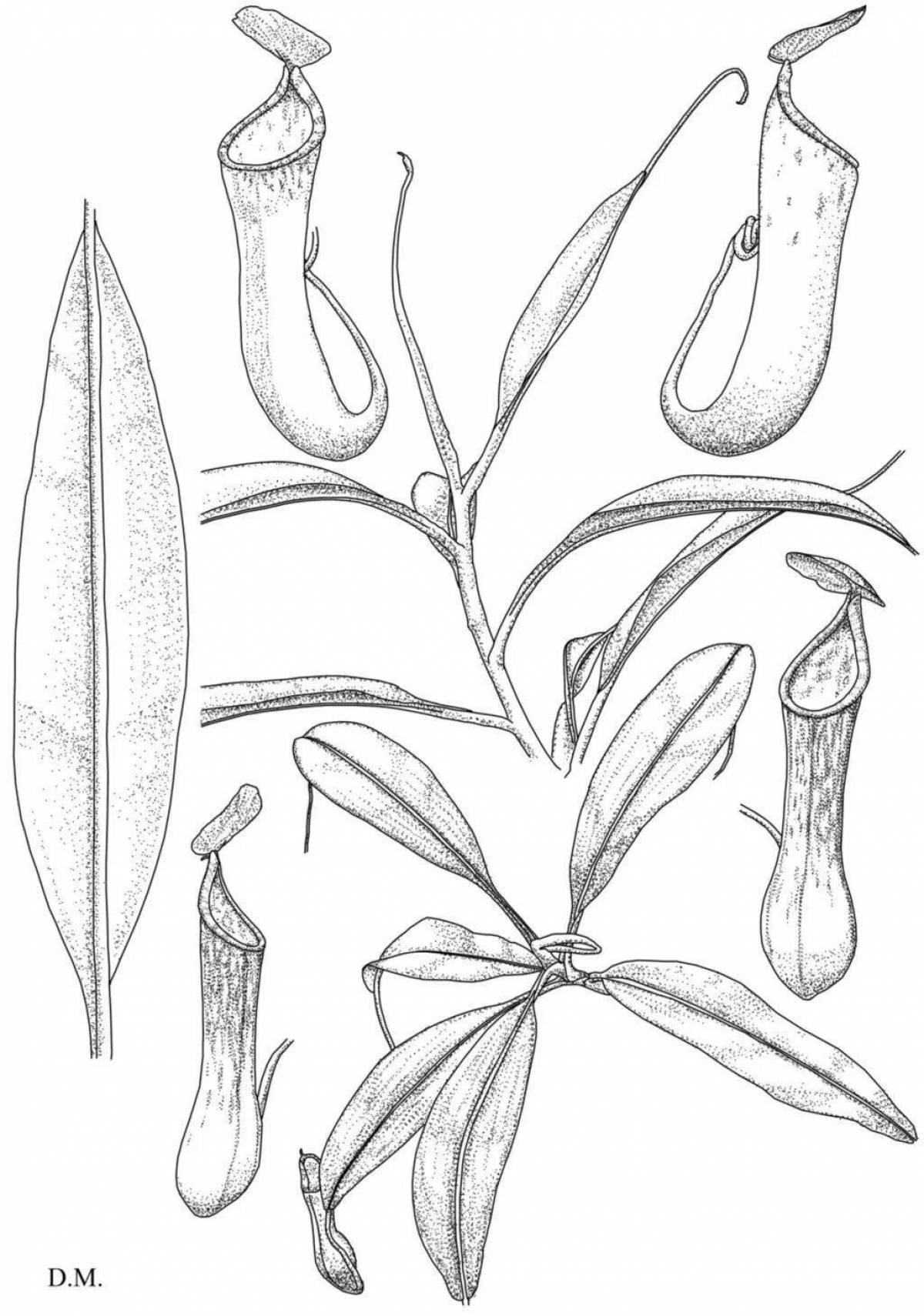 Coloring page showy carnivorous plants