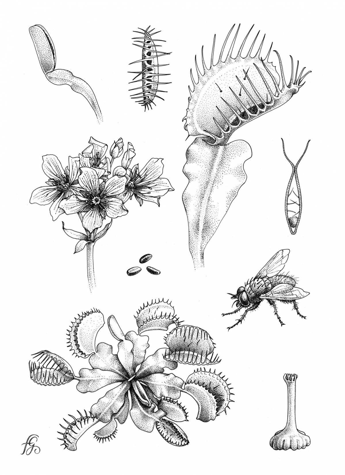 Coloring page wonderful carnivorous plants