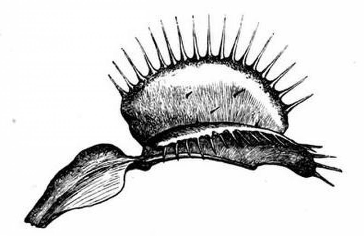 Coloring page elegant carnivorous plants
