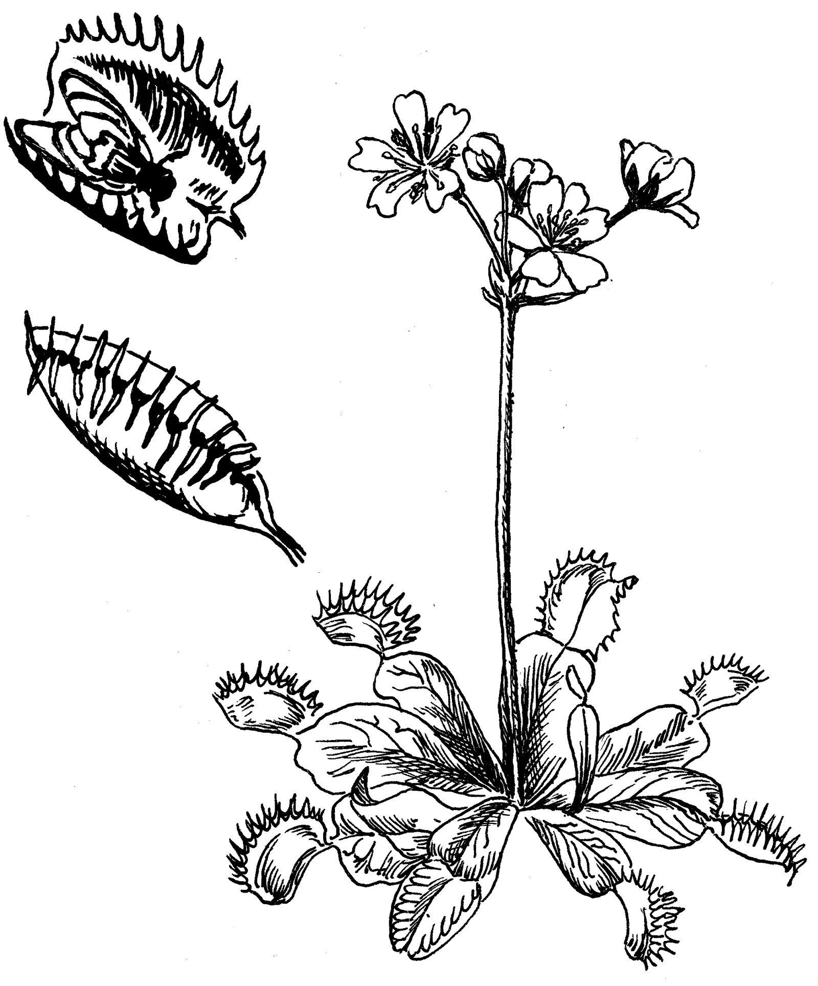 Carnivorous plants #8