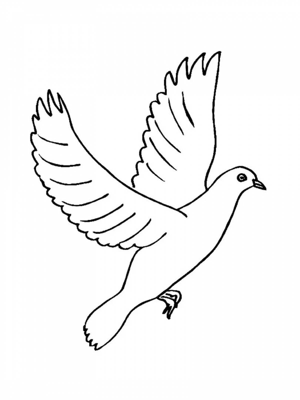 Раскраска экзотический белый голубь