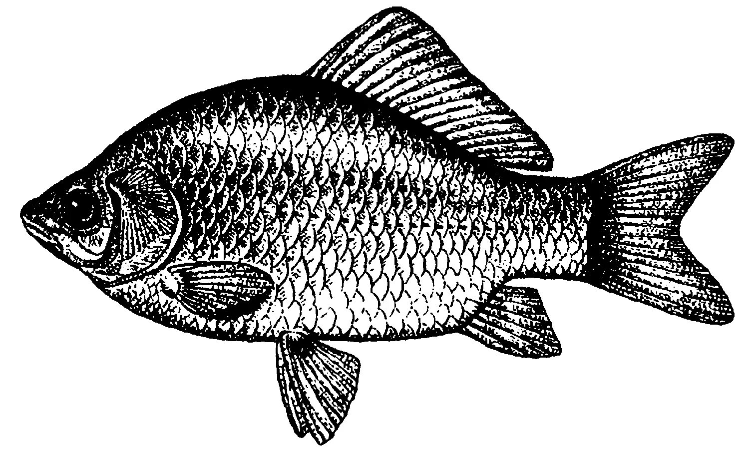 Coloring fish serene carp