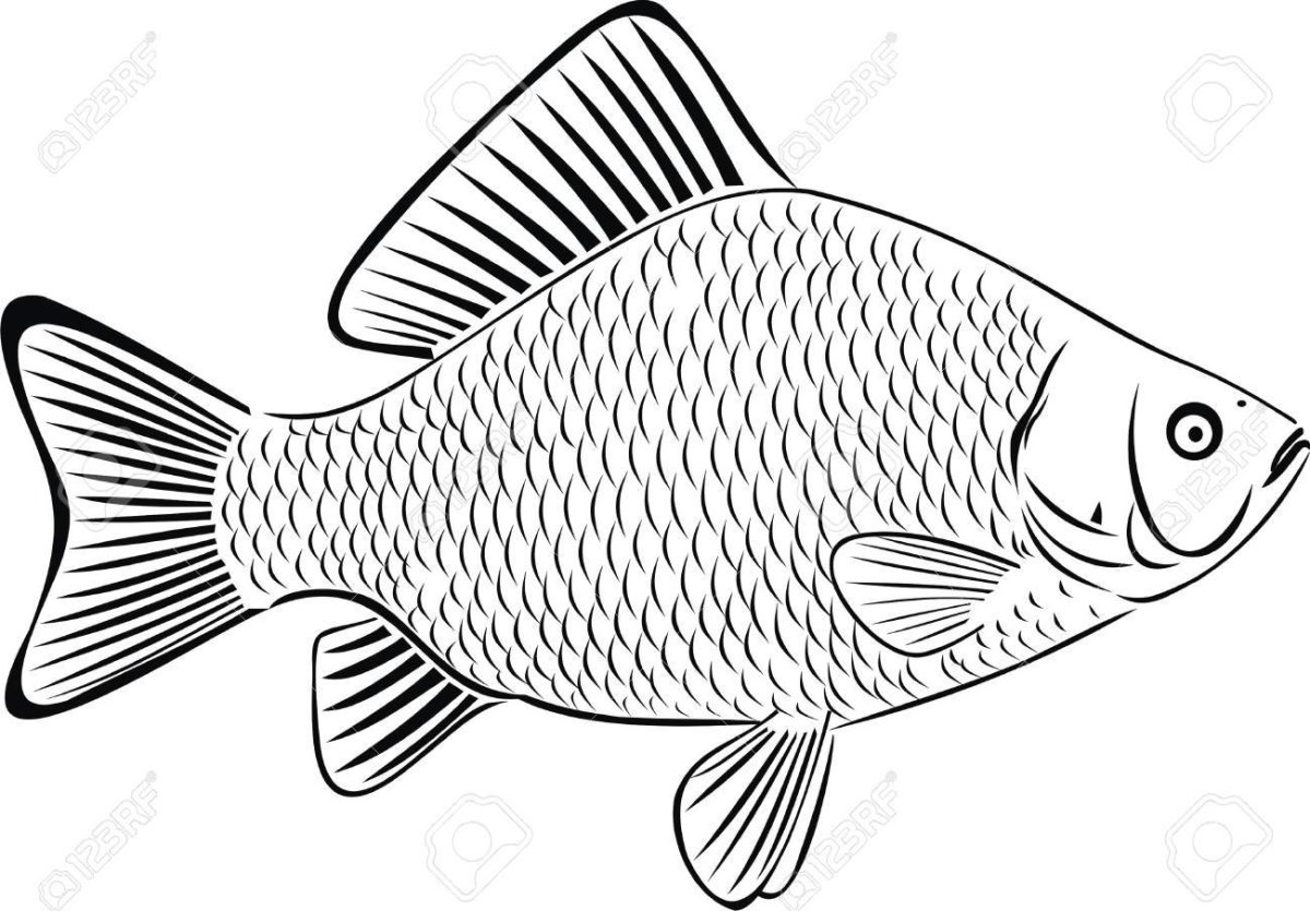 Carp fish #2