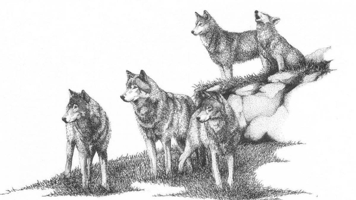 Coloring book amazing pack of wolves