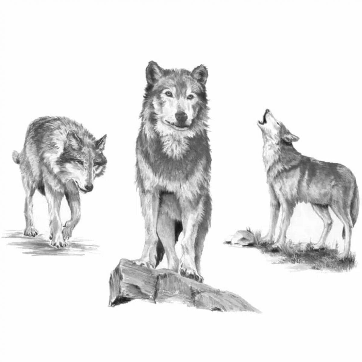 Coloring book gorgeous pack of wolves