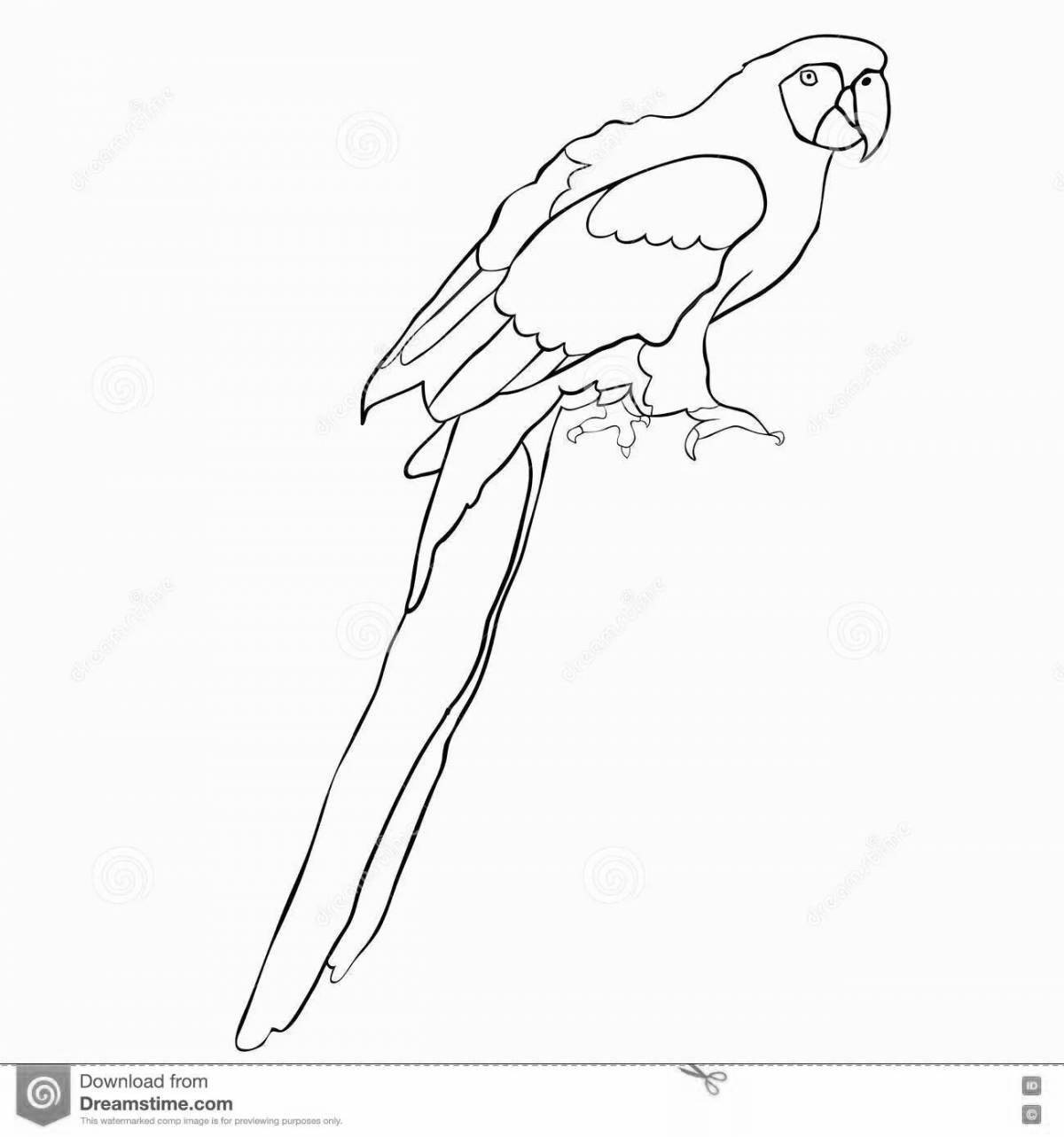 Colorful blue macaw coloring page