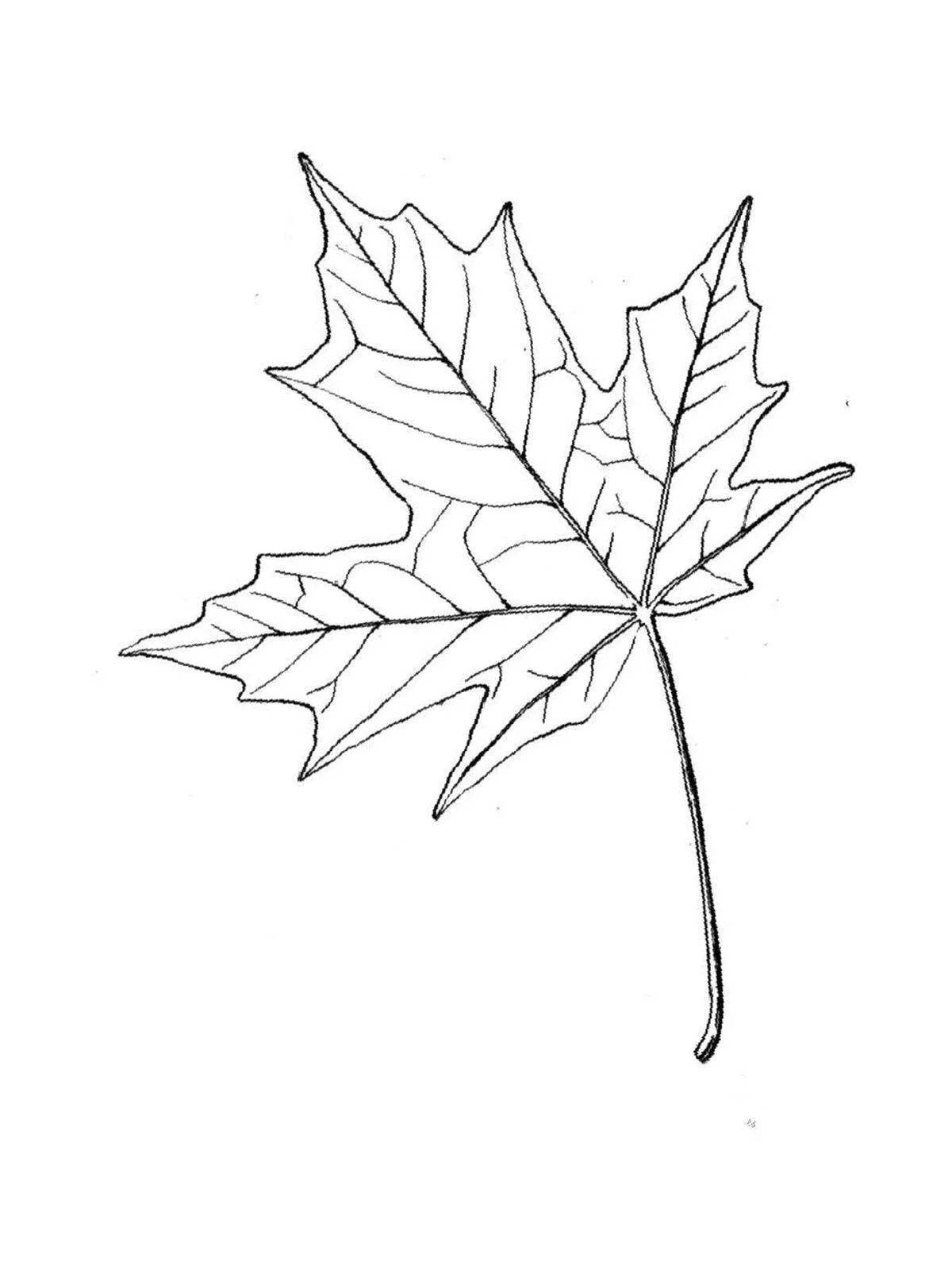 Картинка лист карандашом. Клён остролистный рисунок листа. Листья раскраска. Кленовый лист раскраска. Лист клена раскраска.