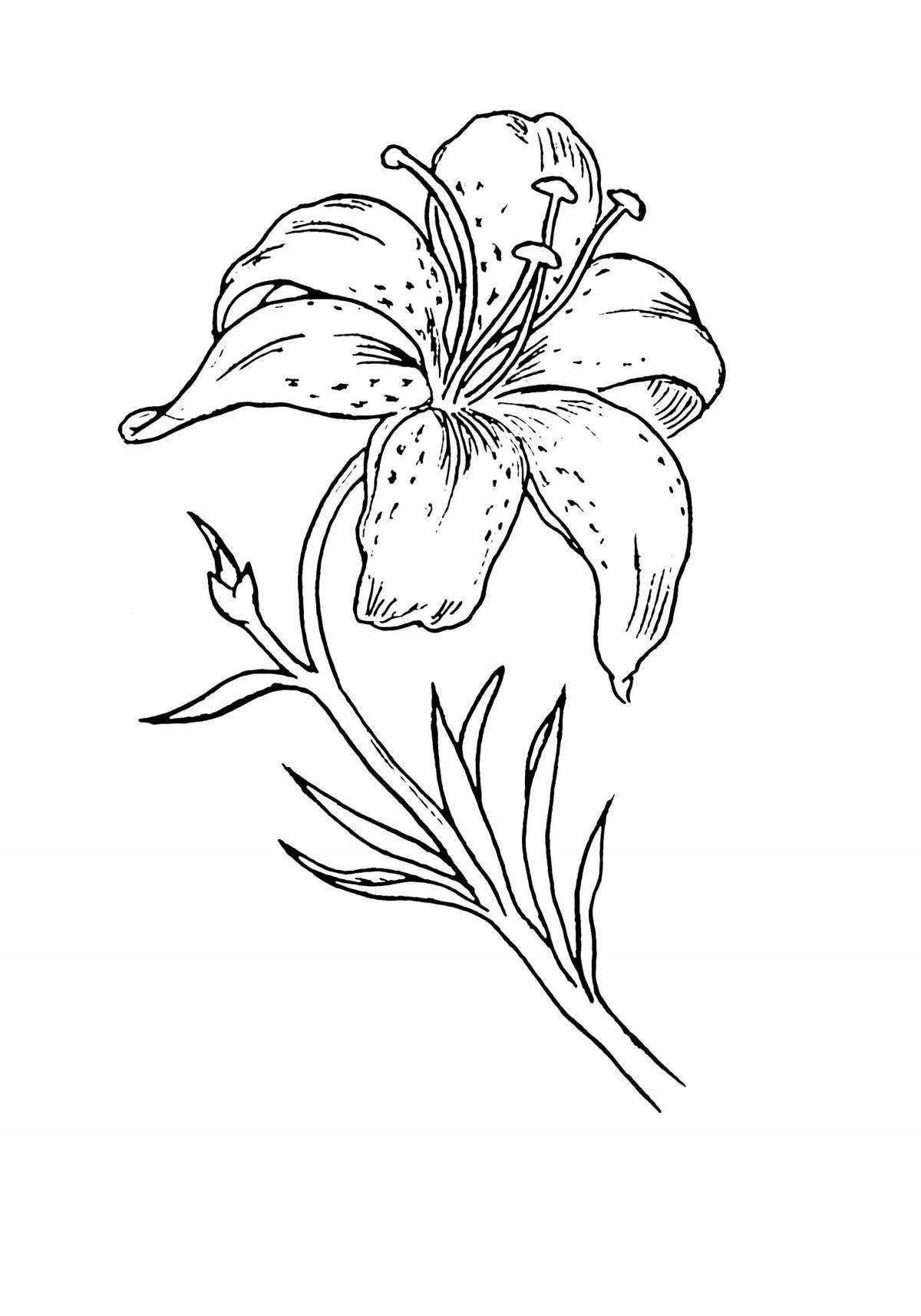 Major coloring lily flowers