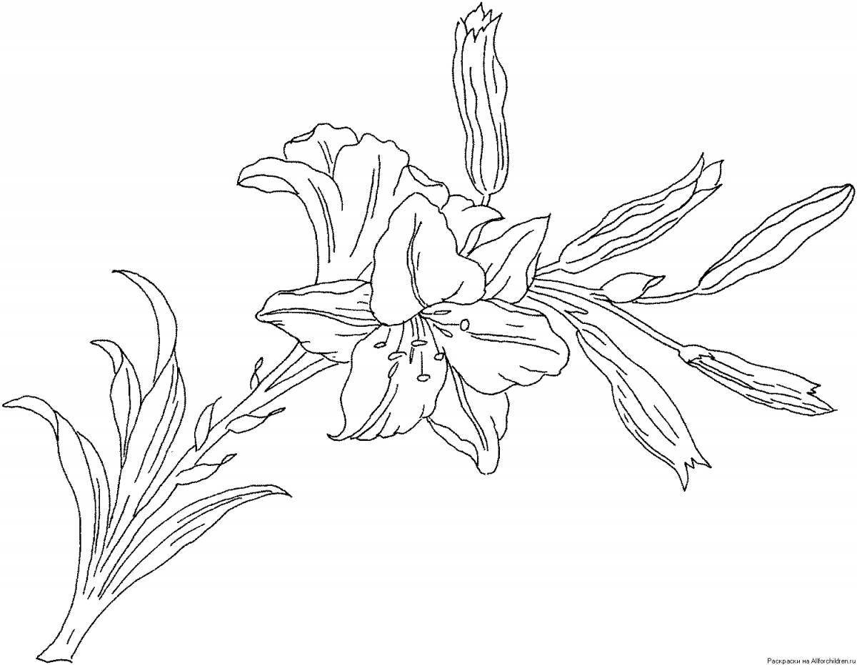 Grand coloring page lily flowers