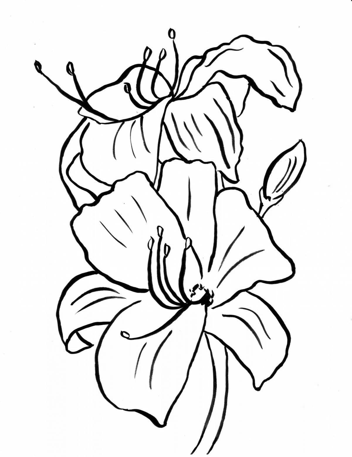 Lily flowers coloring book