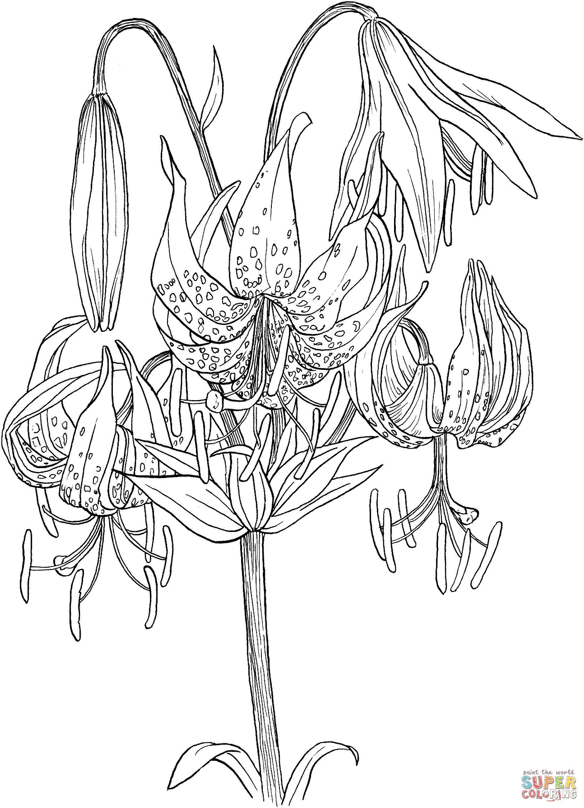 Photo Lily flowers #3