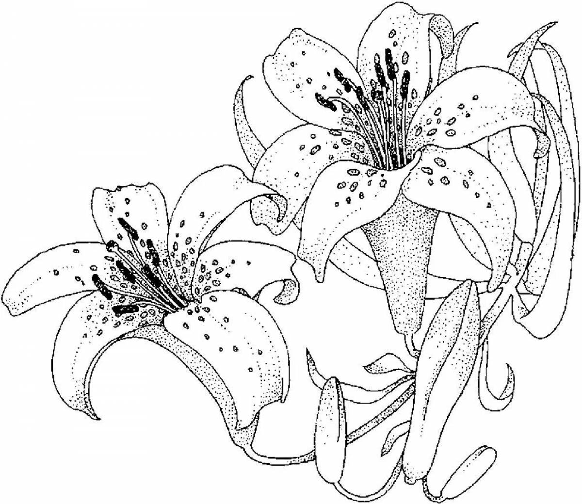 Lily flowers #8