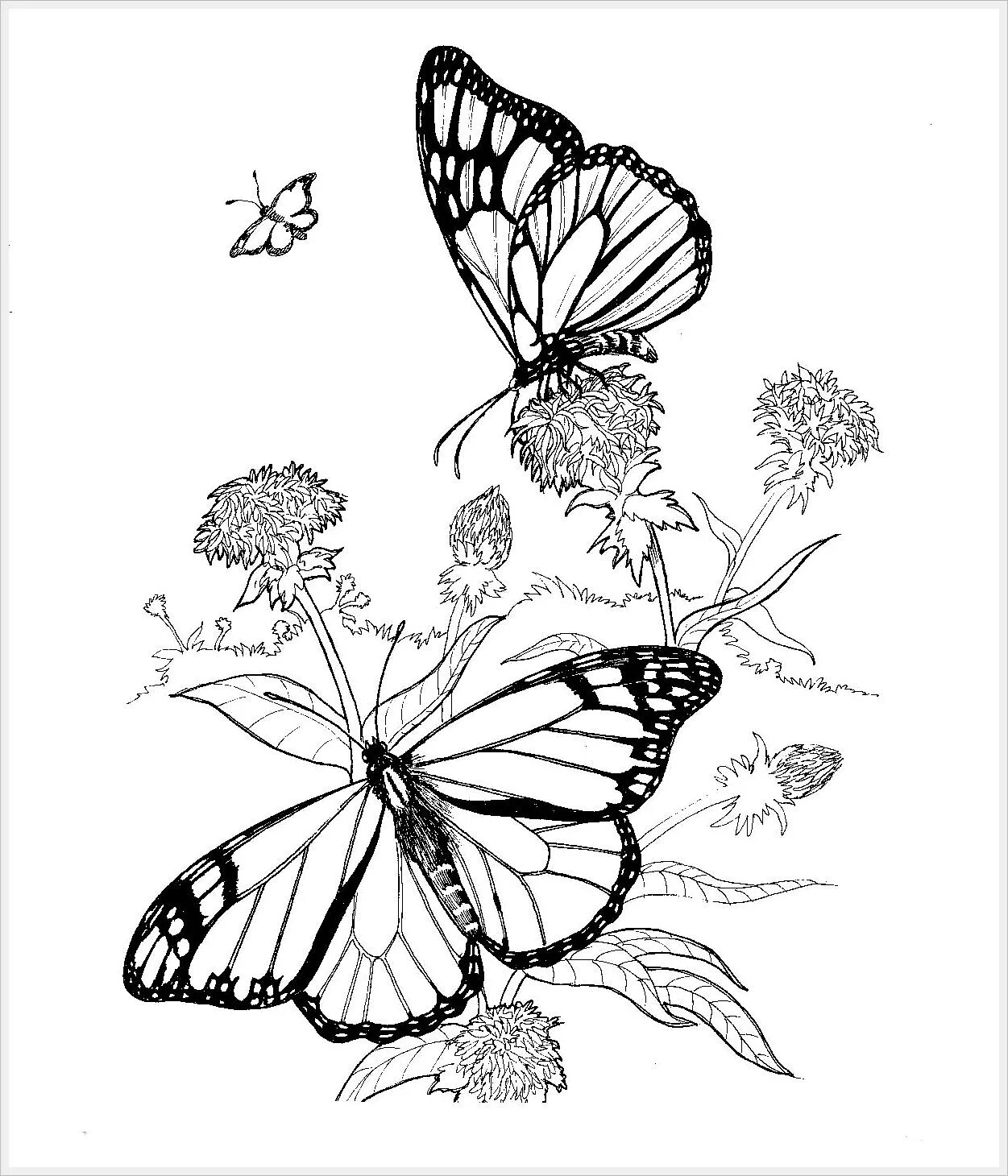 Grand coloring page butterfly aesthetic