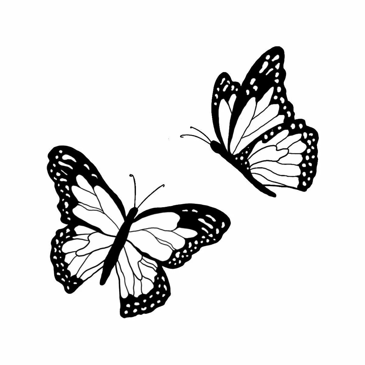 Королевская раскраска бабочка эстетика