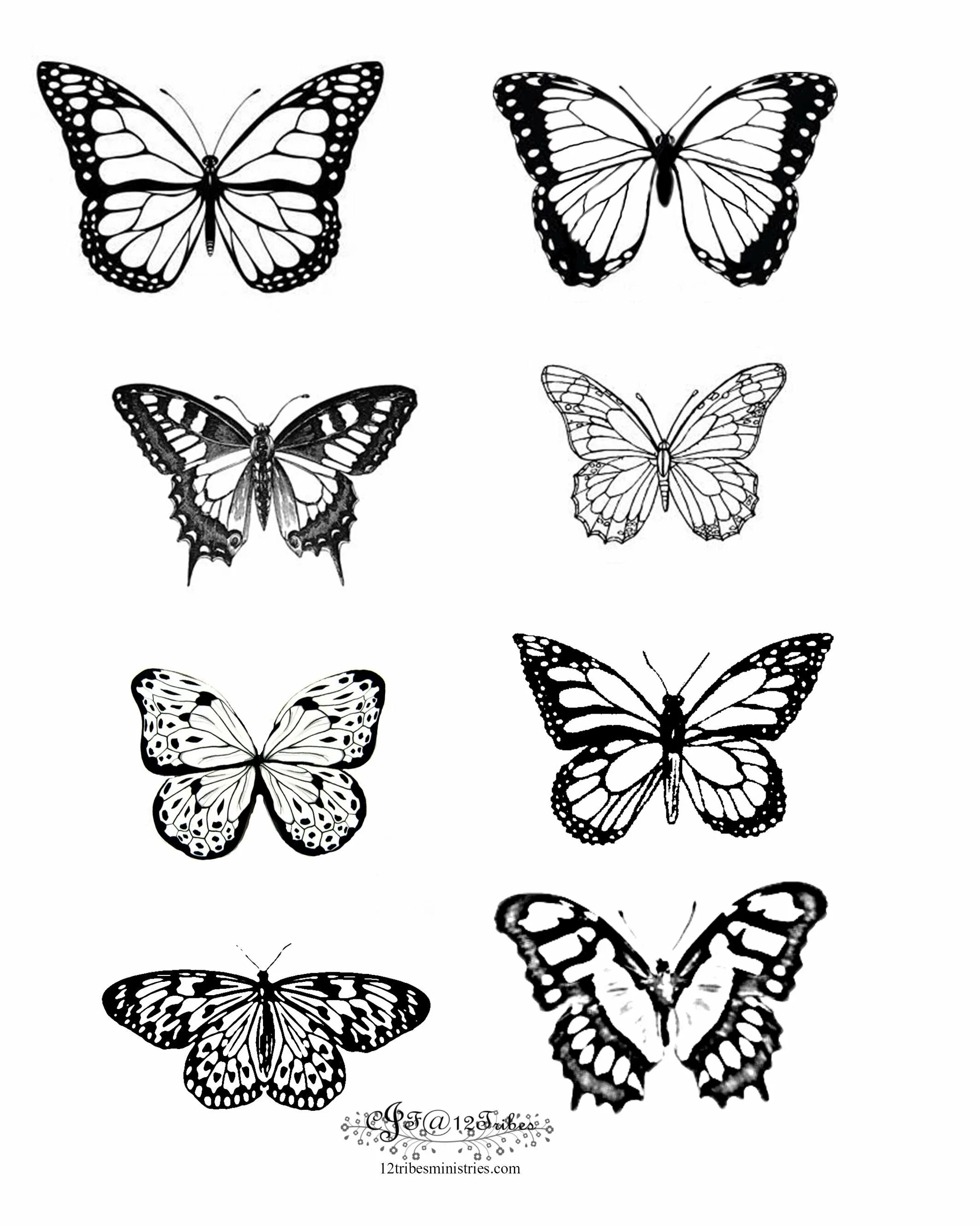 Luminous coloring butterfly aesthetics