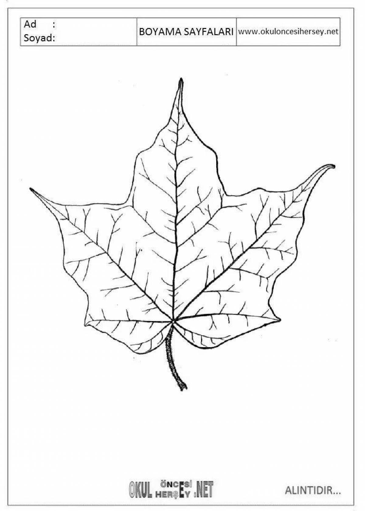 Великолепная раскраска кленовый лист