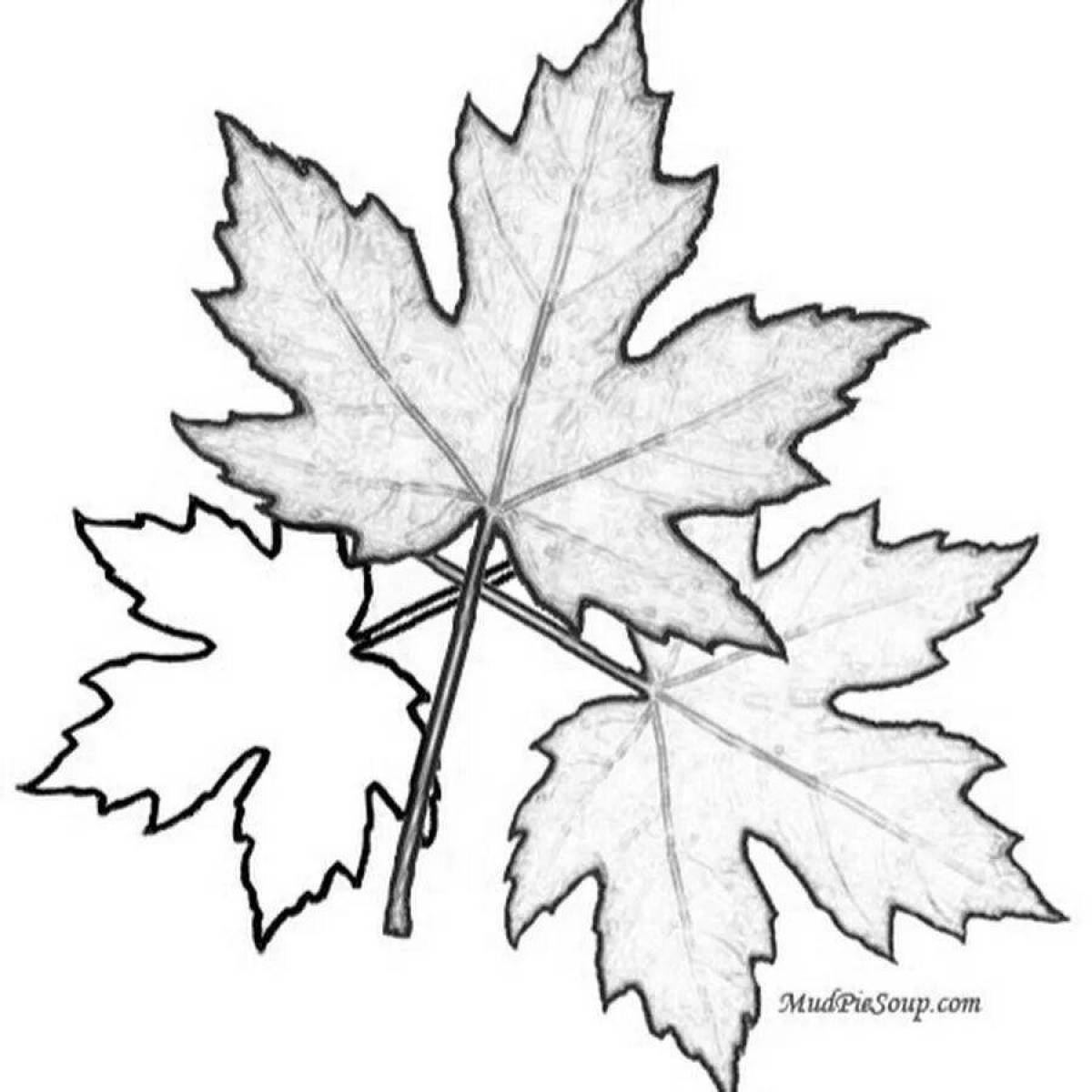 Glossy maple leaf coloring
