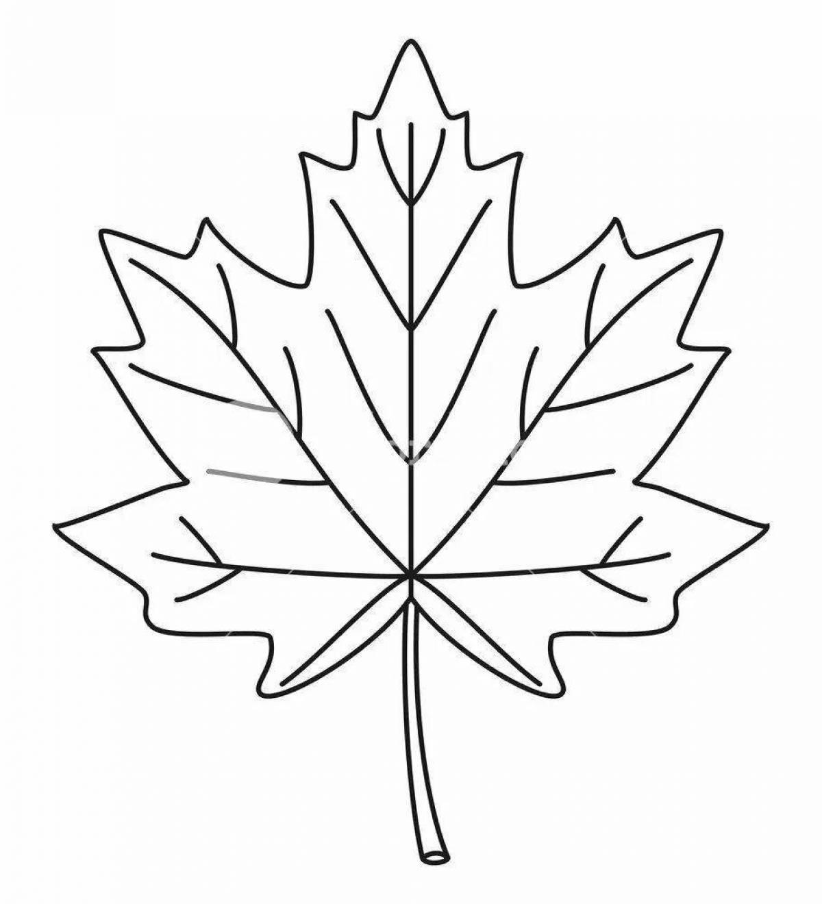 Maple leaf #5