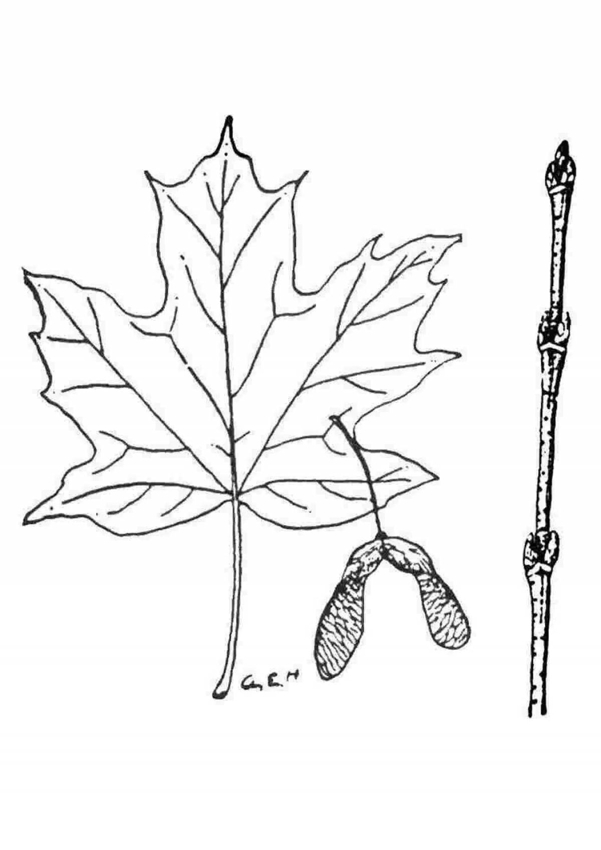 Maple leaf #7
