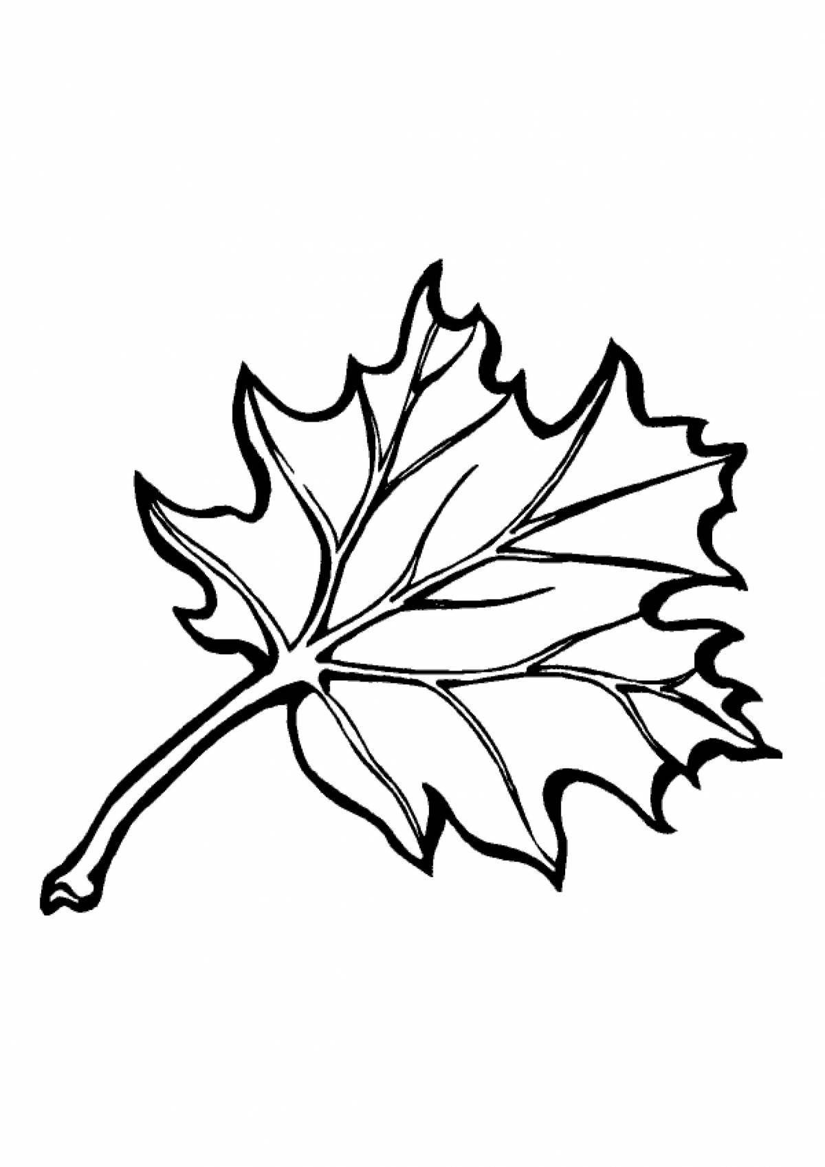 Maple leaf #8