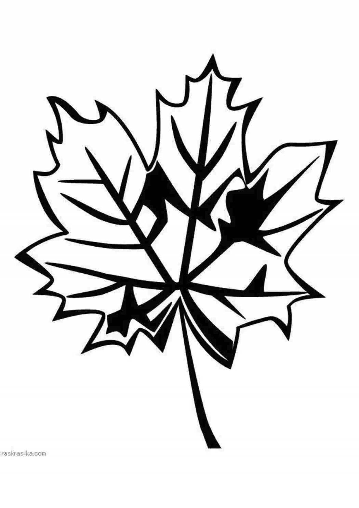 Maple leaf #9
