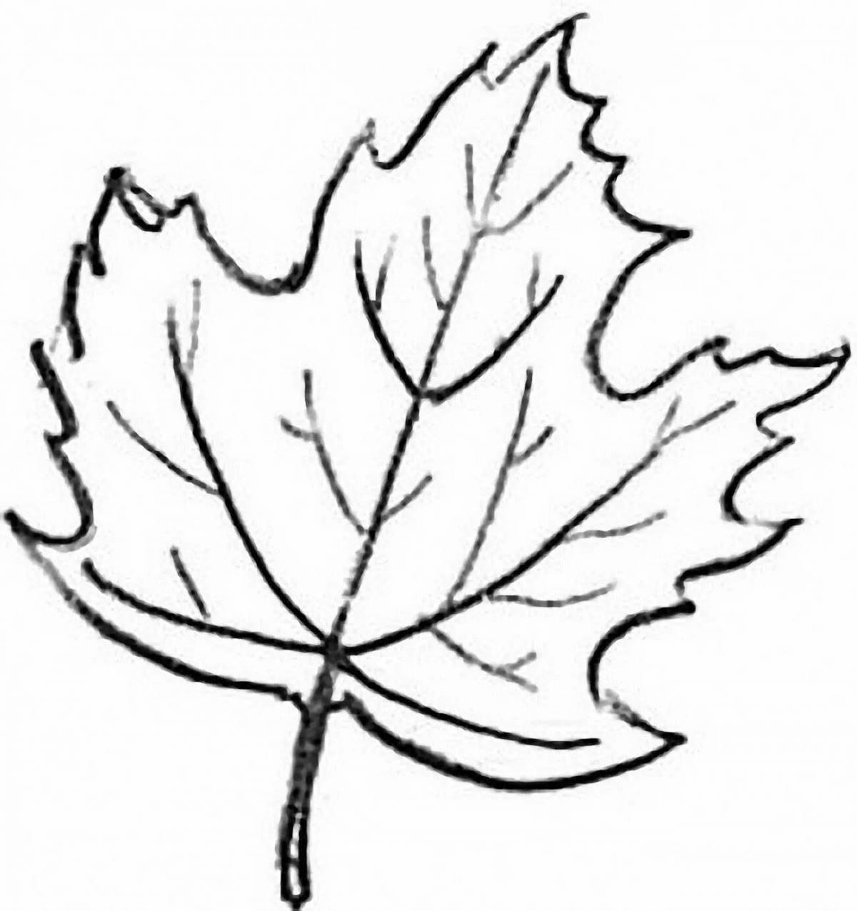 Maple leaf #10
