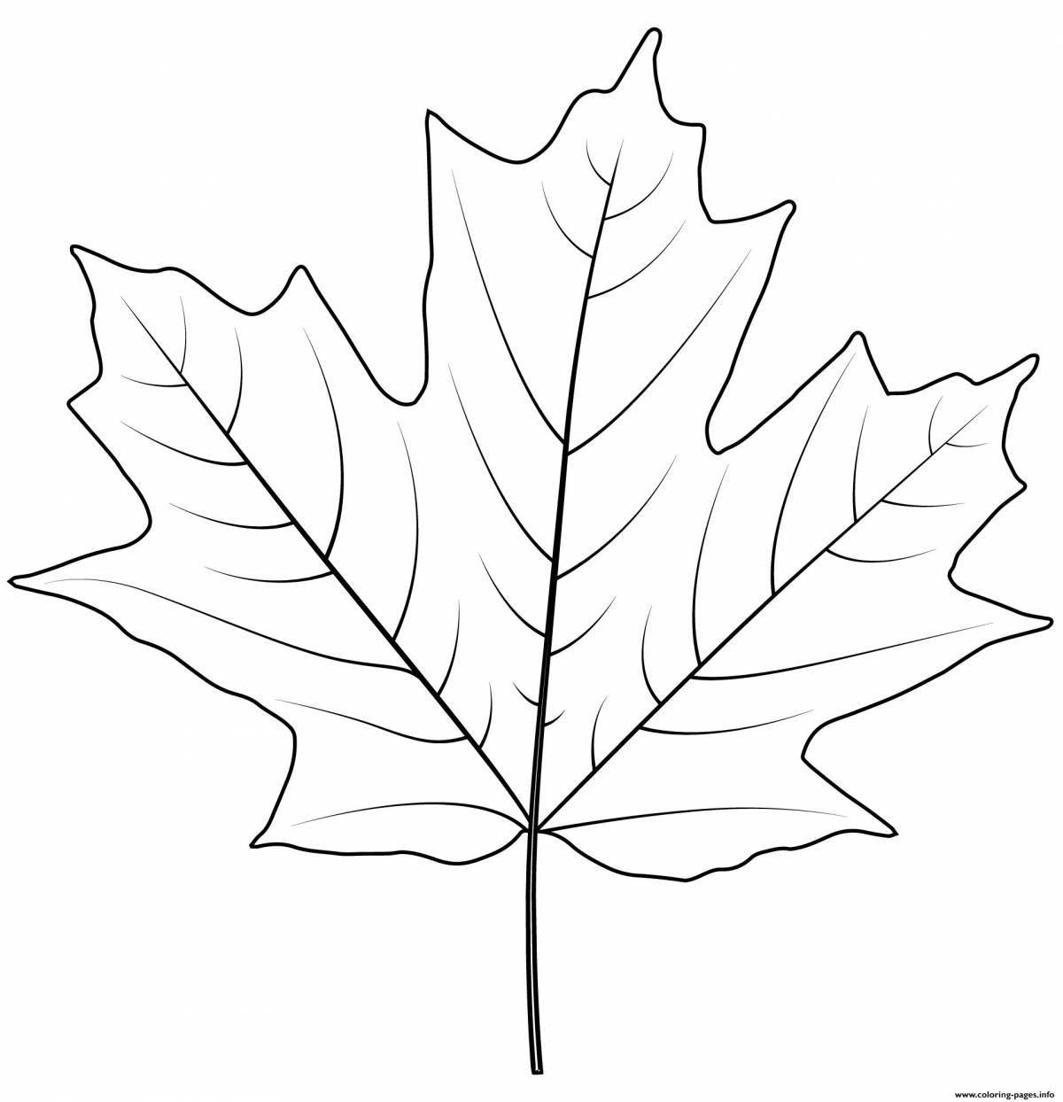 Maple leaf #17