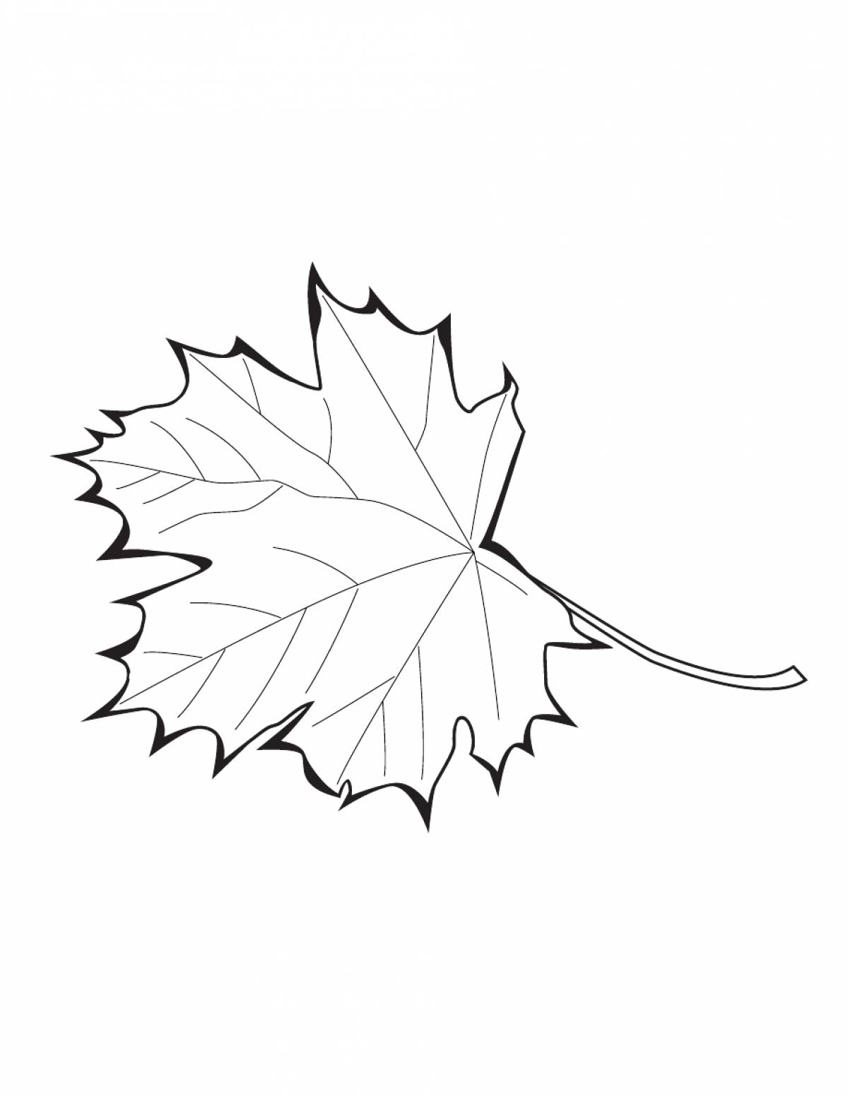 Maple leaf #20