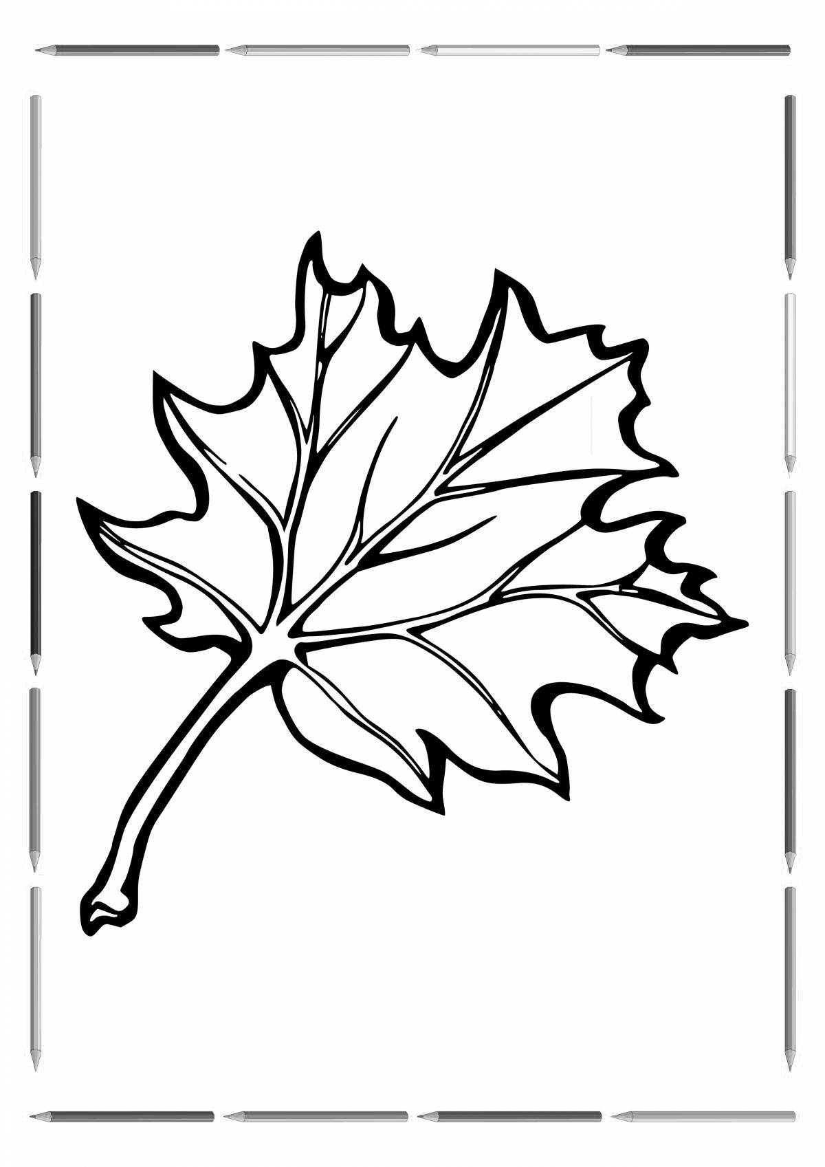 Maple leaf #23