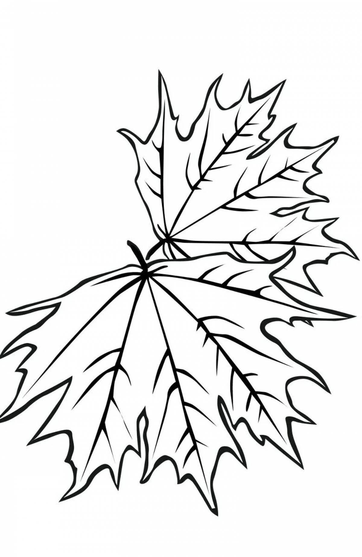 Maple leaf #25