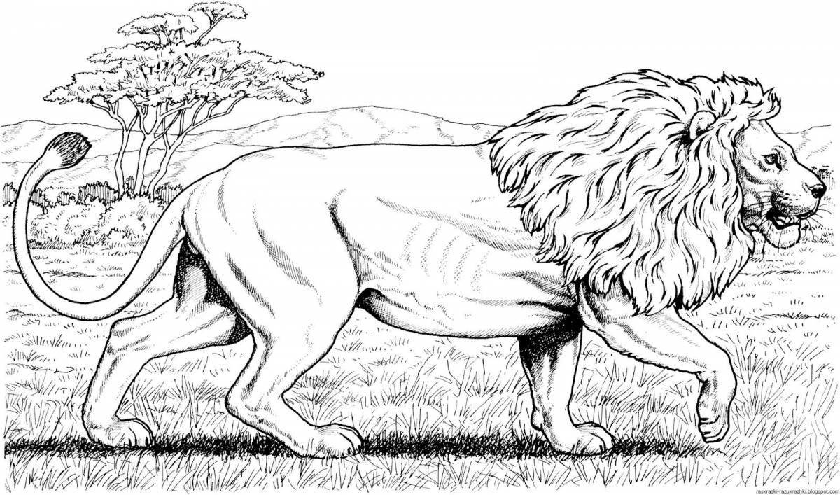 Раскраска большой африканский лев