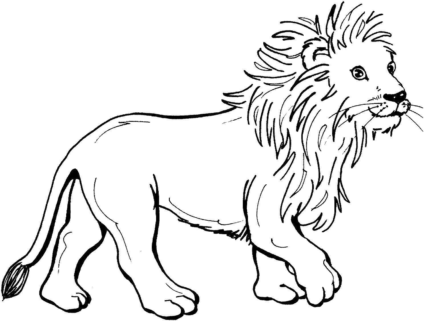 African lion #8